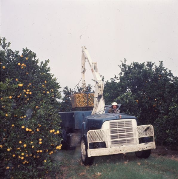 1977 blue International Harvester Loadstar with lift gear in a Florida orange grove
