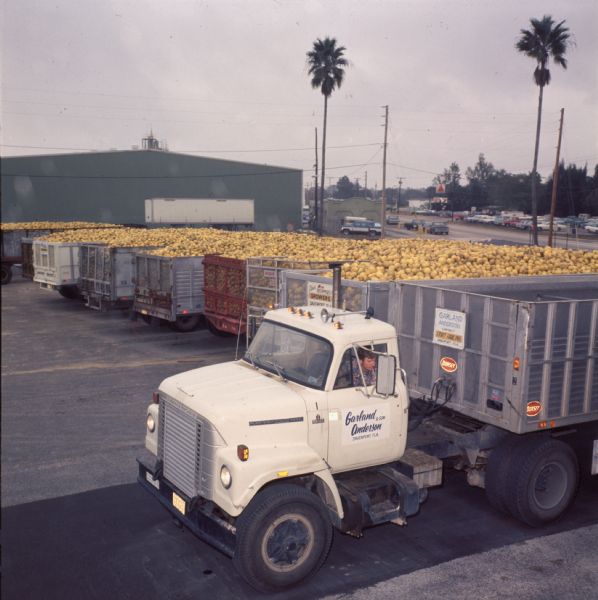 1977 IHC Truck and Several Trailers Full of Oranges
